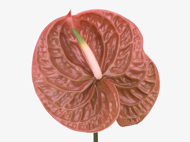 anthurium terra.webp (87 KB)